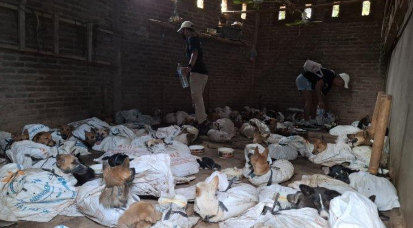 Foto memperlihatkan sejumlah anjing yang telah diselamatkan dari sebuah gudang di Banyuwangi.