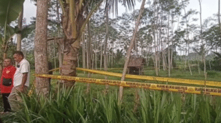 Area perkebunan lokasi penemuan jasad siswi MI di Banyuwangi.