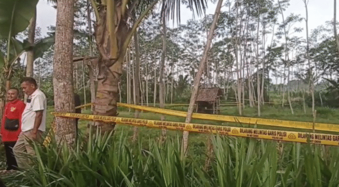 Area perkebunan lokasi penemuan jasad siswi MI di Banyuwangi.