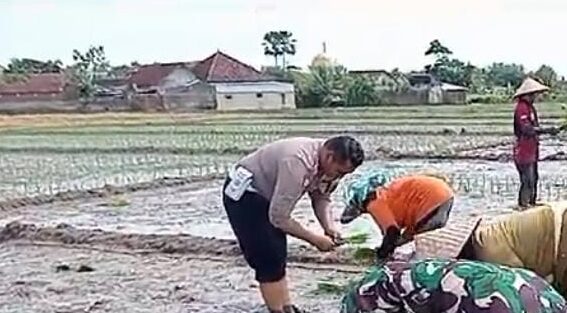 Bhabinkamtibmas dan Babinsa bercocok tanam bersama petani.