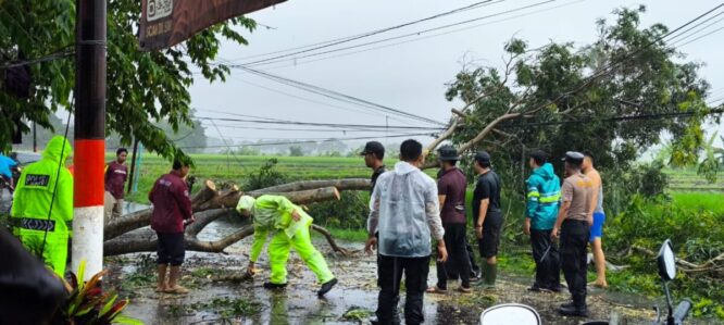 Polisi evakuasi pohon tumbang di Banyuwangi.