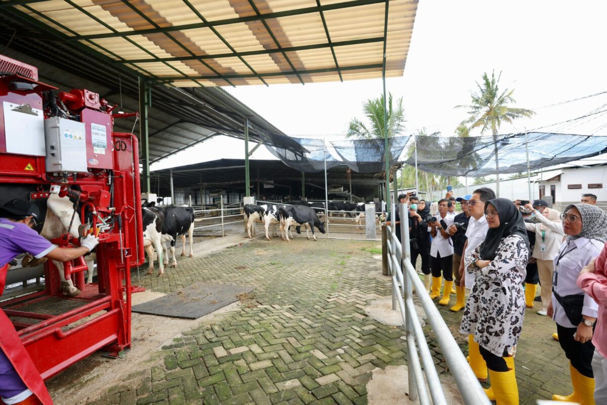 Peternakan Modern Banyuwangi Hasilkan 32 Ton Susu Per Hari, Siap Penuhi Kebutuhan di Jatim Peternakan sapi modern di Banyuwangi.