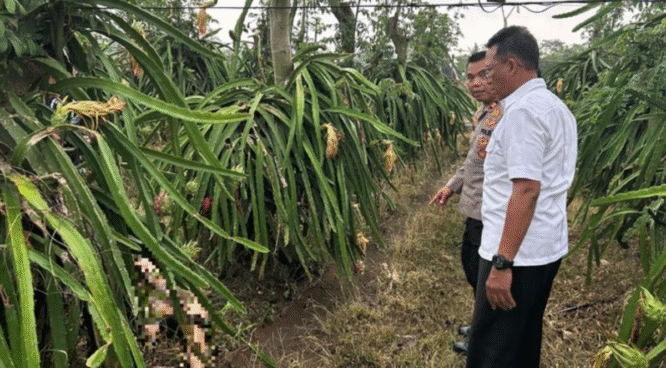 Lokasi di Temukannya Remaja Banyuwangi Tewas di Kebun Buah Naga.
