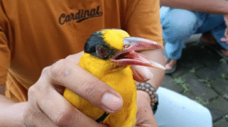 Beberapa jenis burung liar yang berhasil diamankan oleh tim gabungan di Banyuwangi.