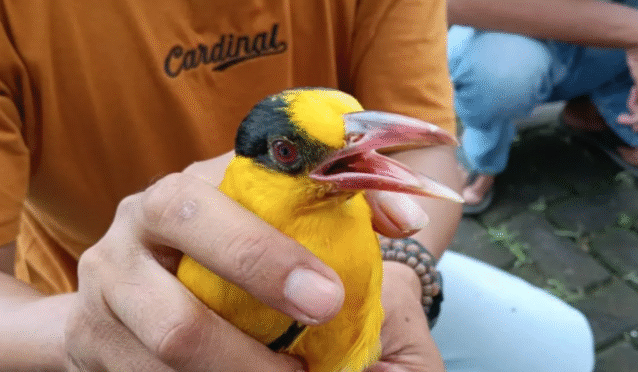 Beberapa jenis burung liar yang berhasil diamankan oleh tim gabungan di Banyuwangi.