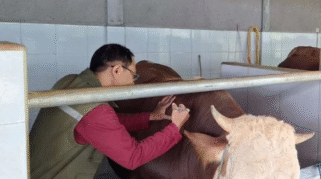 Dispertan Banyuwangi lakukan vaksinasi pada ternak sapi