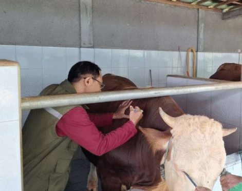 Dispertan Banyuwangi lakukan vaksinasi pada ternak sapi