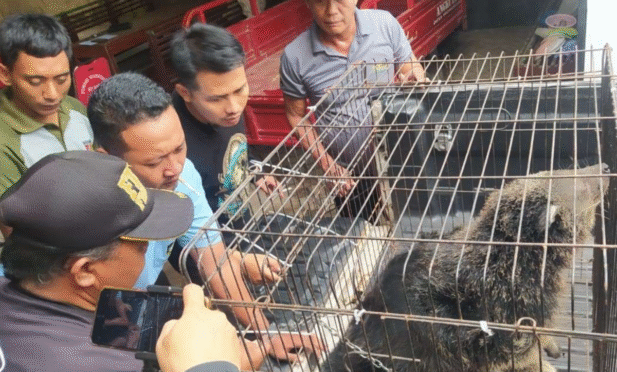 Binturong yang dievakuasi Damkar Banyuwangi