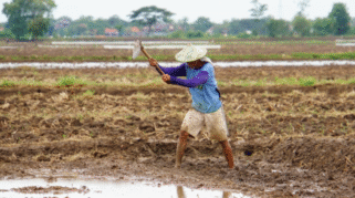 DPRD Banyuwangi Desak Revisi Aturan Pupuk Bersubsidi, Ini Alasannya di Banyuwangi