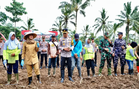 Penanaman jagung serentak di Banyuwangi