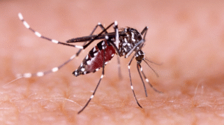 Ilustrasi nyamuk Aedes aegypti pembawa DBD