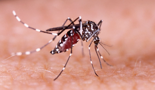 Ilustrasi nyamuk Aedes aegypti pembawa DBD
