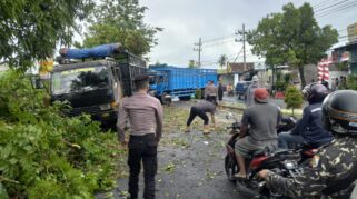 Pohon tumbang akibat angin kencang di Banyuwangi