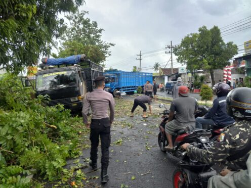 Pohon tumbang akibat angin kencang di Banyuwangi
