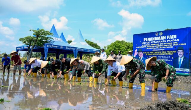 Warga binaan Lapas Banyuwangi menanam padi di lahan hibah