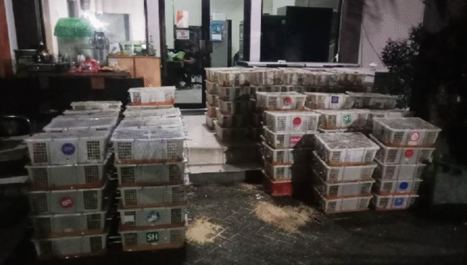 Keranjang berisi burung kicau yang disita petugas karantina di Banyuwangi.