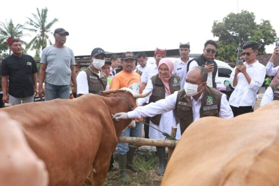 Petugas menyuntikkan vaksin pada sapi di Banyuwangi