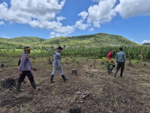 Petani hutan memeriksa tanaman jagung di lahan pertanian Banyuwangi