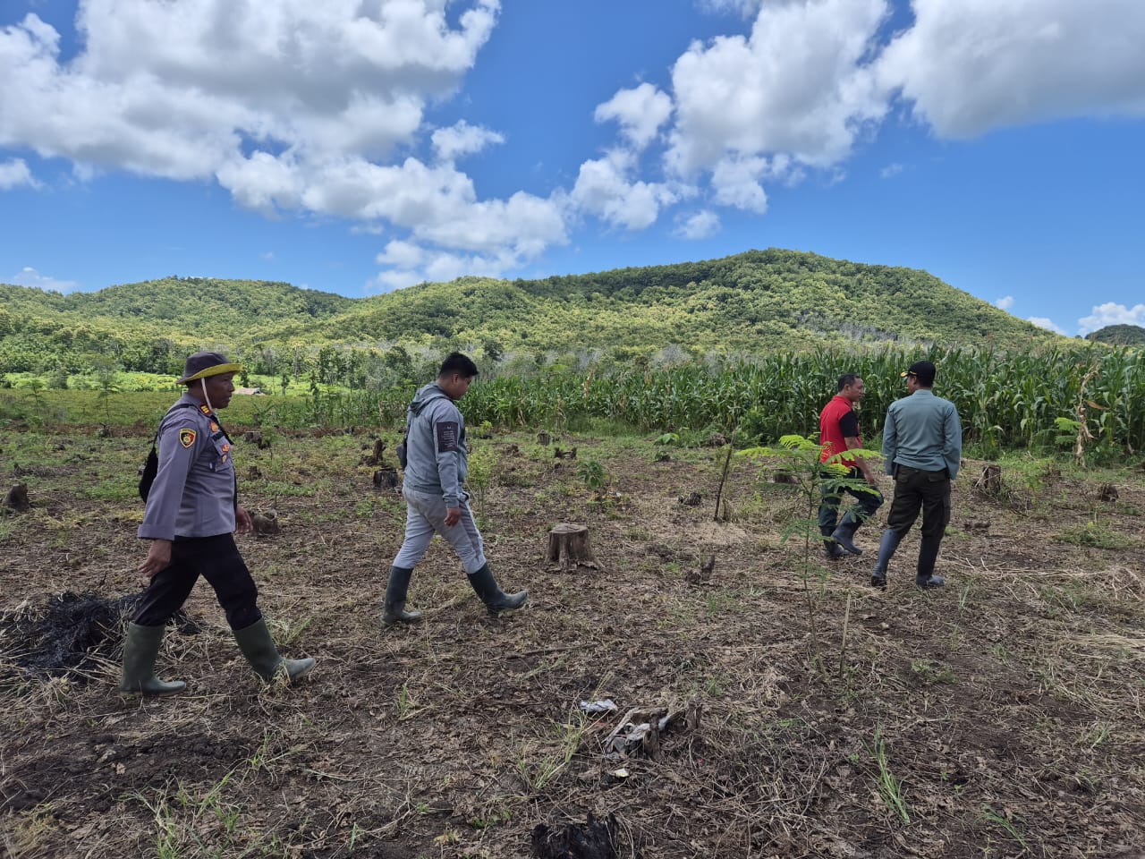 Polsek Siliragung dan Perhutani Pedotan Dukung Program Ketahanan Pangan di Banyuwangi Petani hutan memeriksa tanaman jagung di lahan pertanian Banyuwangi