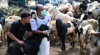 Dispertan Banyuwangi lakukan Pemeriksaan Kesehatan Hewan Kurban