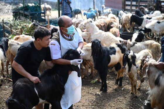 Dispertan Banyuwangi lakukan Pemeriksaan Kesehatan Hewan Kurban