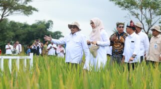 Panen Raya padi biofortifikasi di Desa Alas Malang, Kecamatan Singojuruh