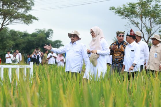 Panen Raya padi biofortifikasi di Desa Alas Malang, Kecamatan Singojuruh