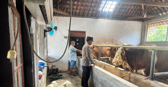Polresta Banyuwangi Dorong Ketahanan Pangan Lewat Peternakan Sapi Warga Desa