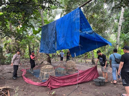 Polresta Banyuwangi bongkar arena judi sabung ayam di Singojuruh
