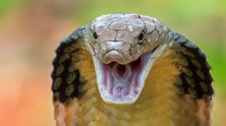 Duel king kobra dan ular sanca di persawahan Tasikmalaya sebelum dievakuasi petugas damkar