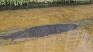 Ribuan ikan lele di kanal Canberra Singapura