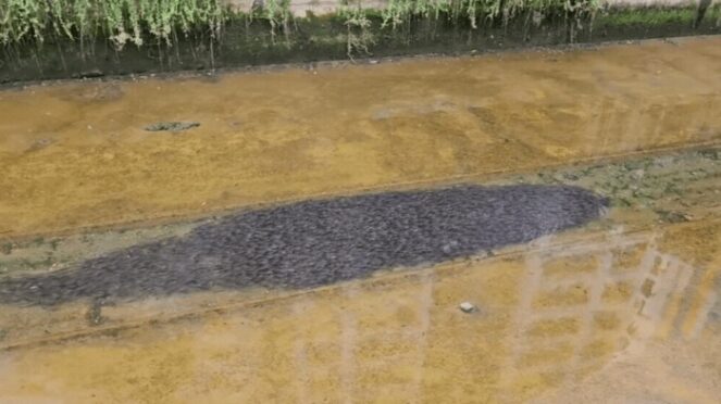Ribuan ikan lele di kanal Canberra Singapura