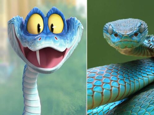 Ular pit viper Indonesia yang viral usai Zootopia 2