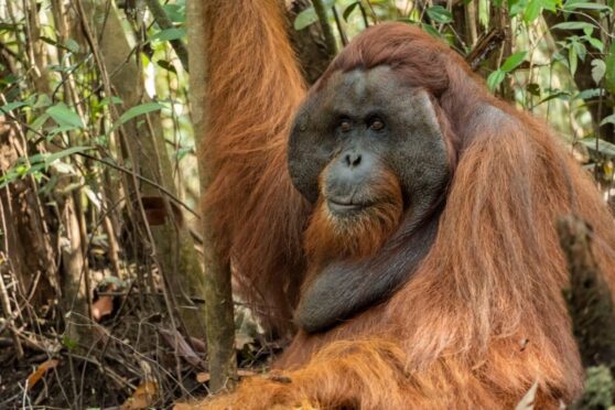 Kerusakan hutan Batang Toru dan ancaman punah orangutan Tapanuli.