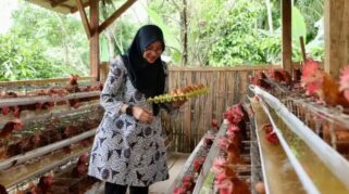 Peternakan ayam petelur Desa Pakel Banyuwangi