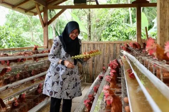 Peternakan ayam petelur Desa Pakel Banyuwangi