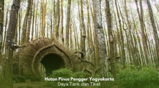 Panorama Hutan Pinus Pengger Yogyakarta