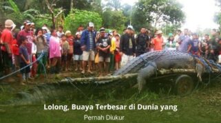 Lolong, buaya air asin raksasa pemegang rekor dunia