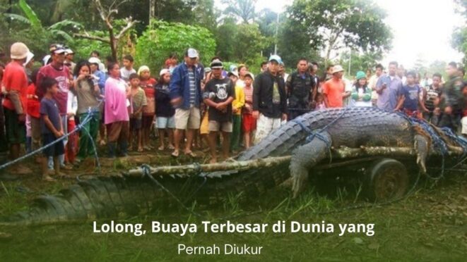 Lolong, buaya air asin raksasa pemegang rekor dunia