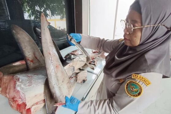 tim karantina pelabuhan ketapang