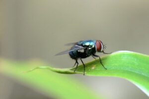 aroma yang dibenci lalat dari tanaman lavender