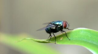 aroma yang dibenci lalat dari tanaman lavender