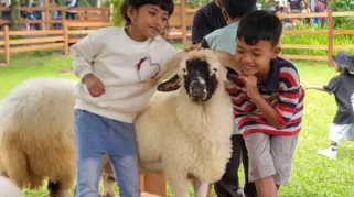 Wisatawan anak-anak memberi makan domba di Ijen Farmhouse Banyuwangi