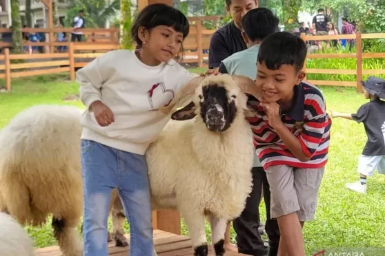 Wisatawan anak-anak memberi makan domba di Ijen Farmhouse Banyuwangi