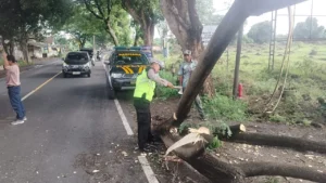 Kondisi dahan pohon yang menimpa pengendara motor di Banyuwangi