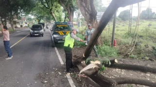 Kondisi dahan pohon yang menimpa pengendara motor di Banyuwangi