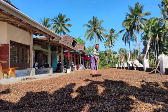 Petani memanen kopi di Desa Gombengsari Banyuwangi