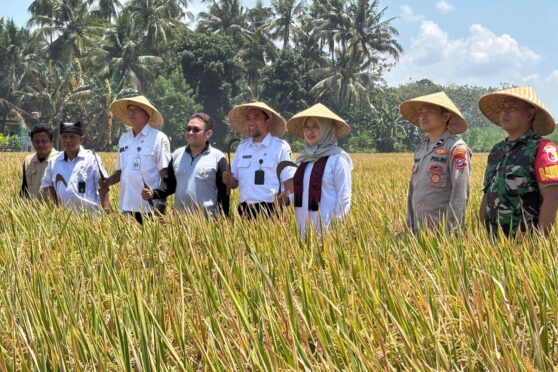 Aktivitas panen padi di Kabupaten Banyuwangi