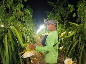 Tinjau Inovasi Lampu Buah Naga di Sambirejo Banyuwangi