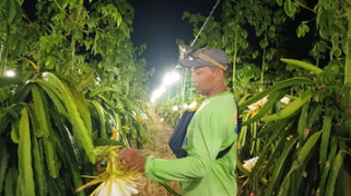 Tinjau Inovasi Lampu Buah Naga di Sambirejo Banyuwangi